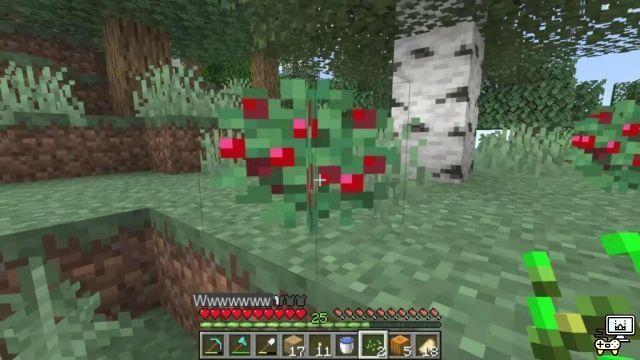 Minecraft Sweet Berries : spawn, utilisations et plus encore !