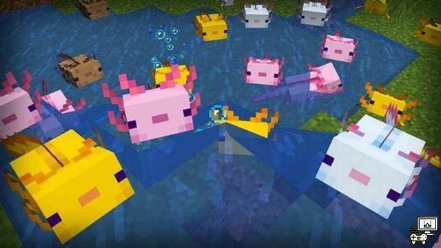 Les 5 questions les plus recherchées sur Minecraft Axolotls !
